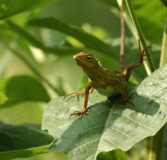 Herpetofauna